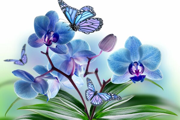 Petali di orchidea blu con farfalla svolazzante