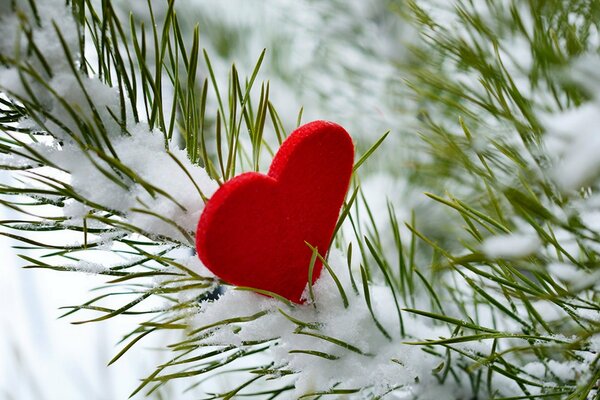 Cuore su un ramo di abete innevato