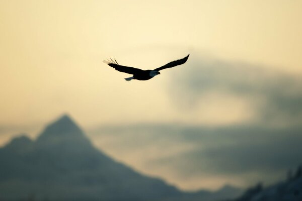 Aquila allargando le ali in bilico sulle cime delle montagne