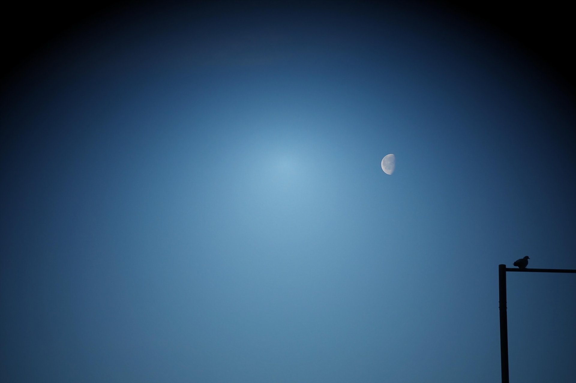 cielo luna uccello