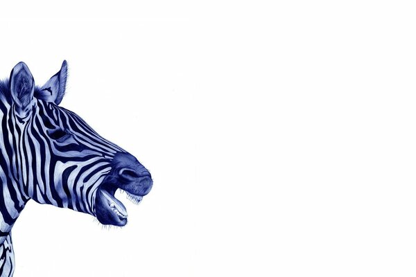 Zebra singhiozzo su sfondo bianco