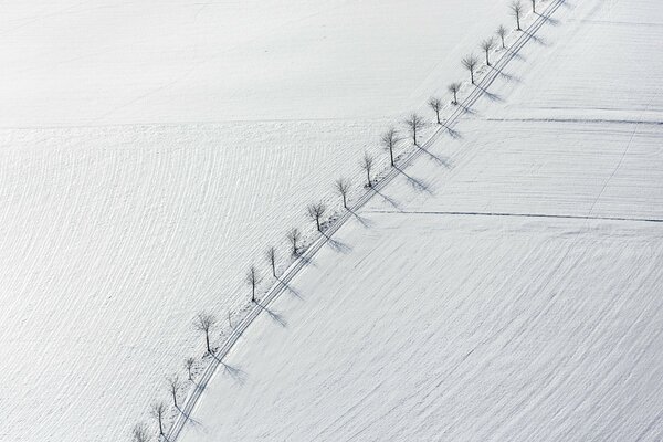 Foto minimalista di alberi lungo la strada in un campo di neve. Vista in pianta