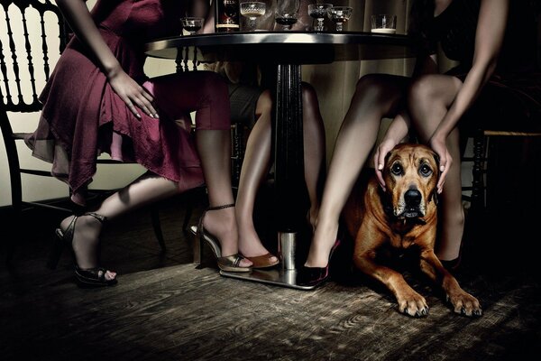 Cane vicino ai piedi delle ragazze sedute al tavolo