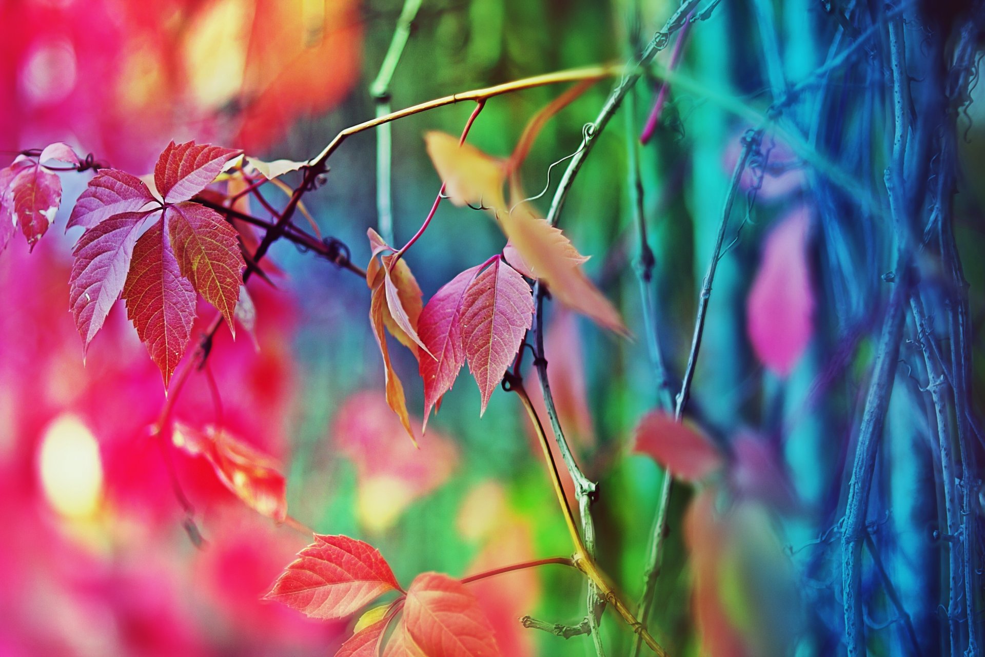 umore autunno albero recinzione colori
