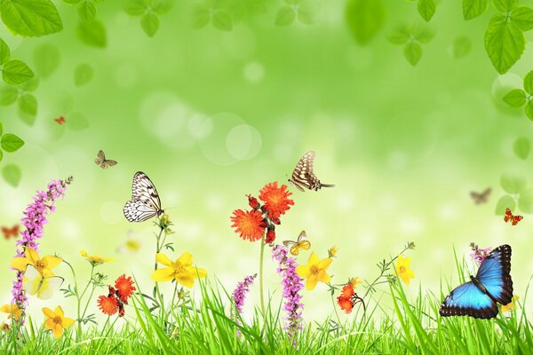 Prato con fiori, farfalle ed erba verde