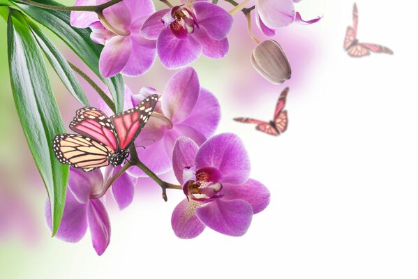 Farfalle che volano sullo sfondo di orchidee luminose