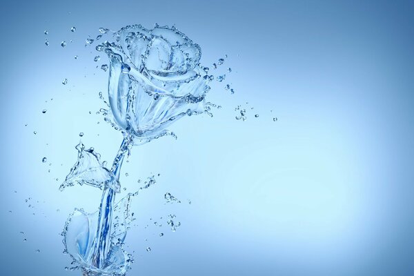 Immagine di una rosa trasparente dall acqua