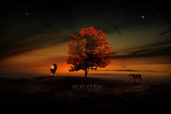 Leone e leonessa al tramonto vicino all albero