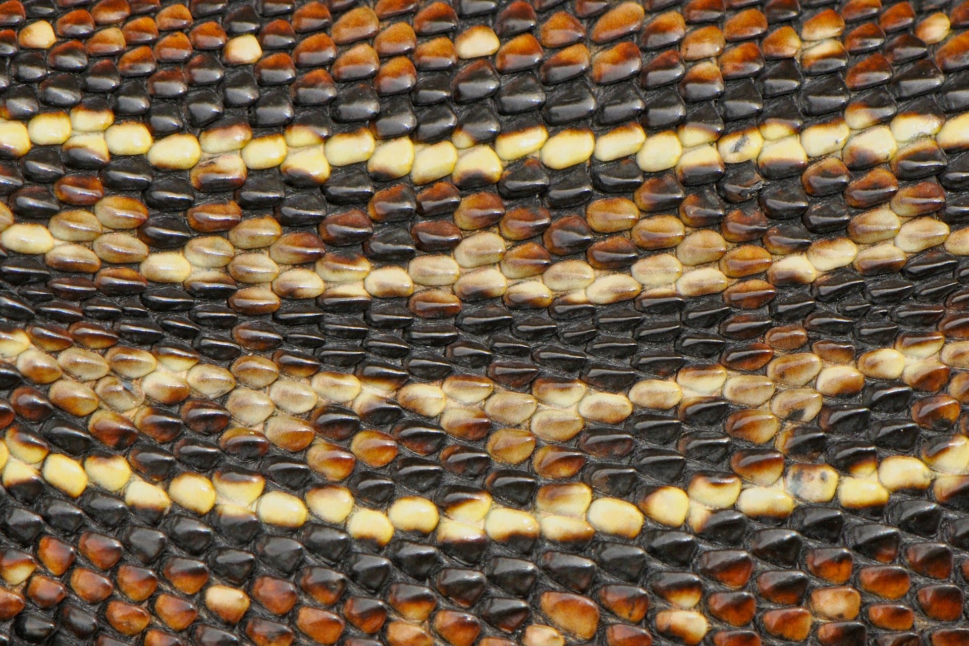 pelle di serpente pelle di serpente macro