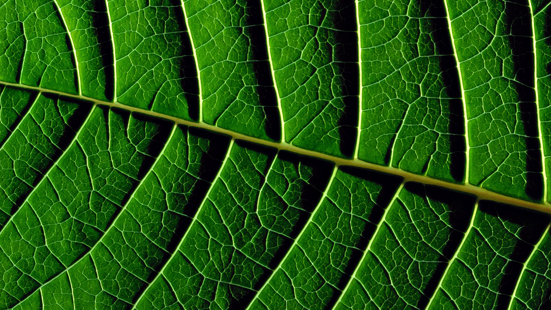 foglie struttura verde verde
