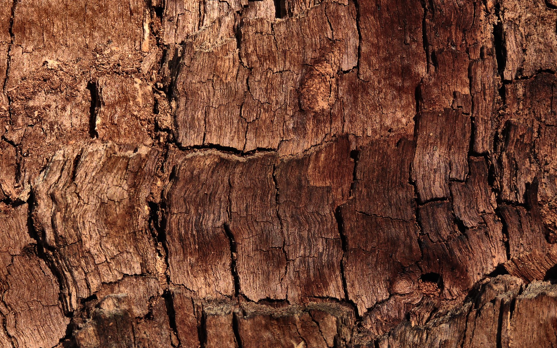 marrone modello albero corteccia