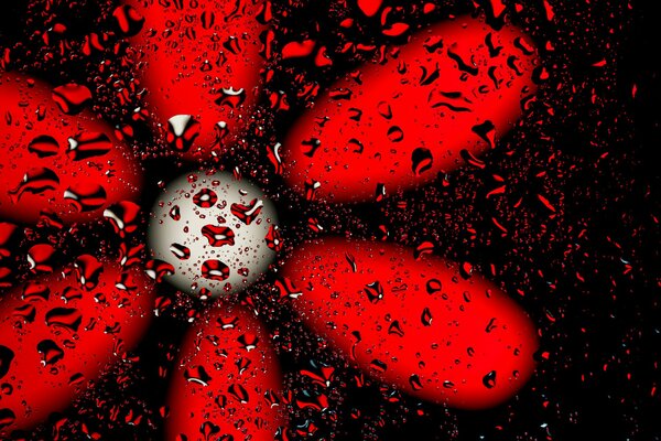 Gocce su vetro e fiore rosso