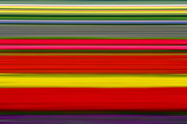 Piantagione con tulipani colorati