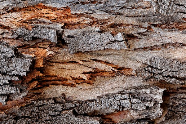 Corteccia di Albero Foto di sfondo