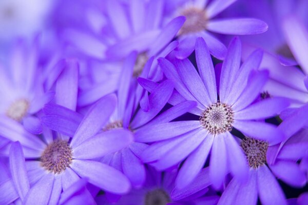 Fiori lilla Macro Natura