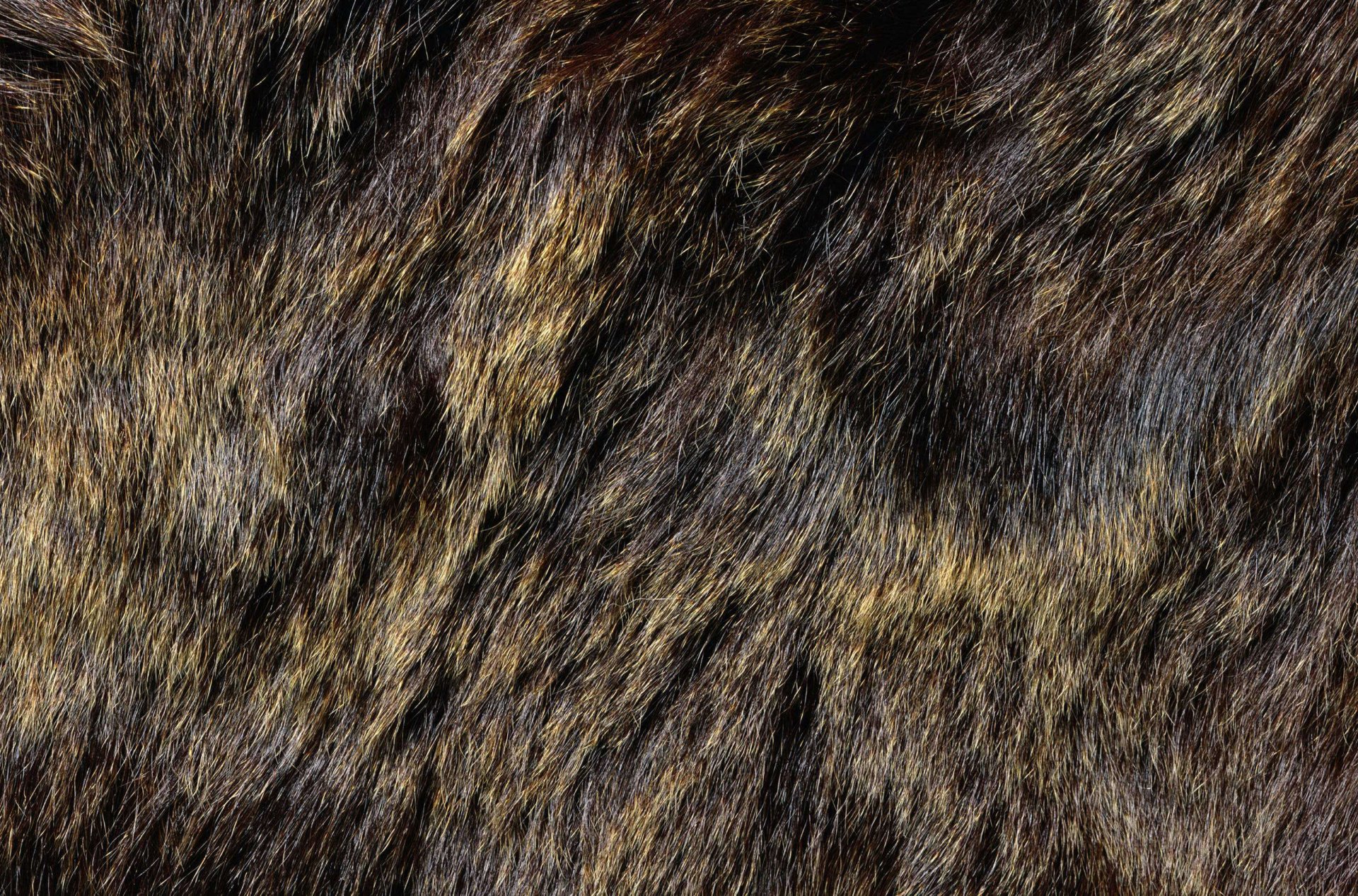 texture pelliccia texture animale sfondo sul lavoro