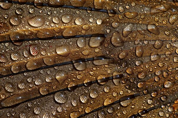 Gocce sulle piume in macro fotografia di sfondo