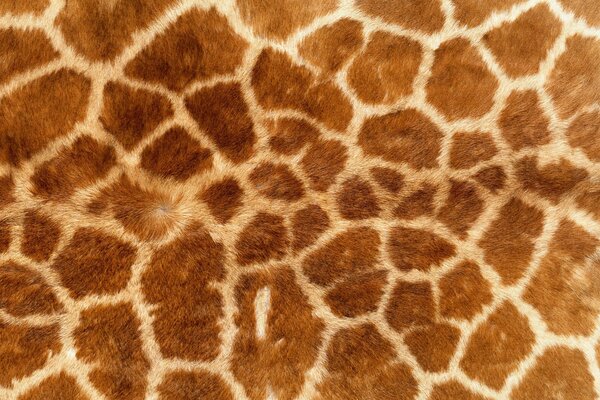 Carta da parati nella vernice della giraffa maculata