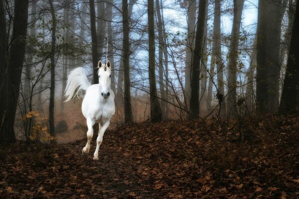 Unicorno nella nebbia della foresta che corre sulla terra