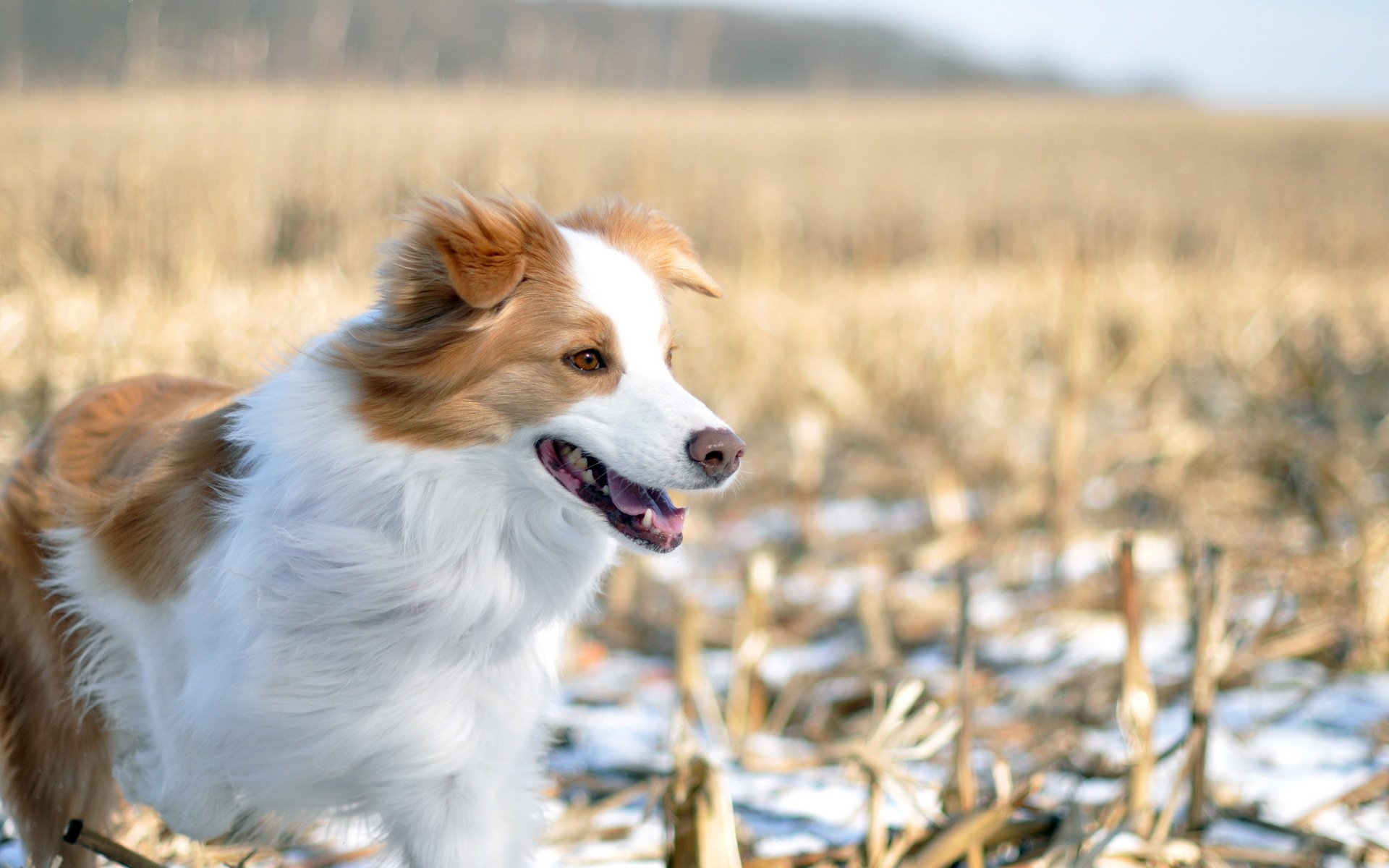 cane campo inverno