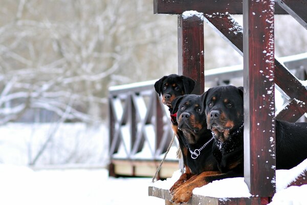 Inverno, Casa di campagna neve rotwellers