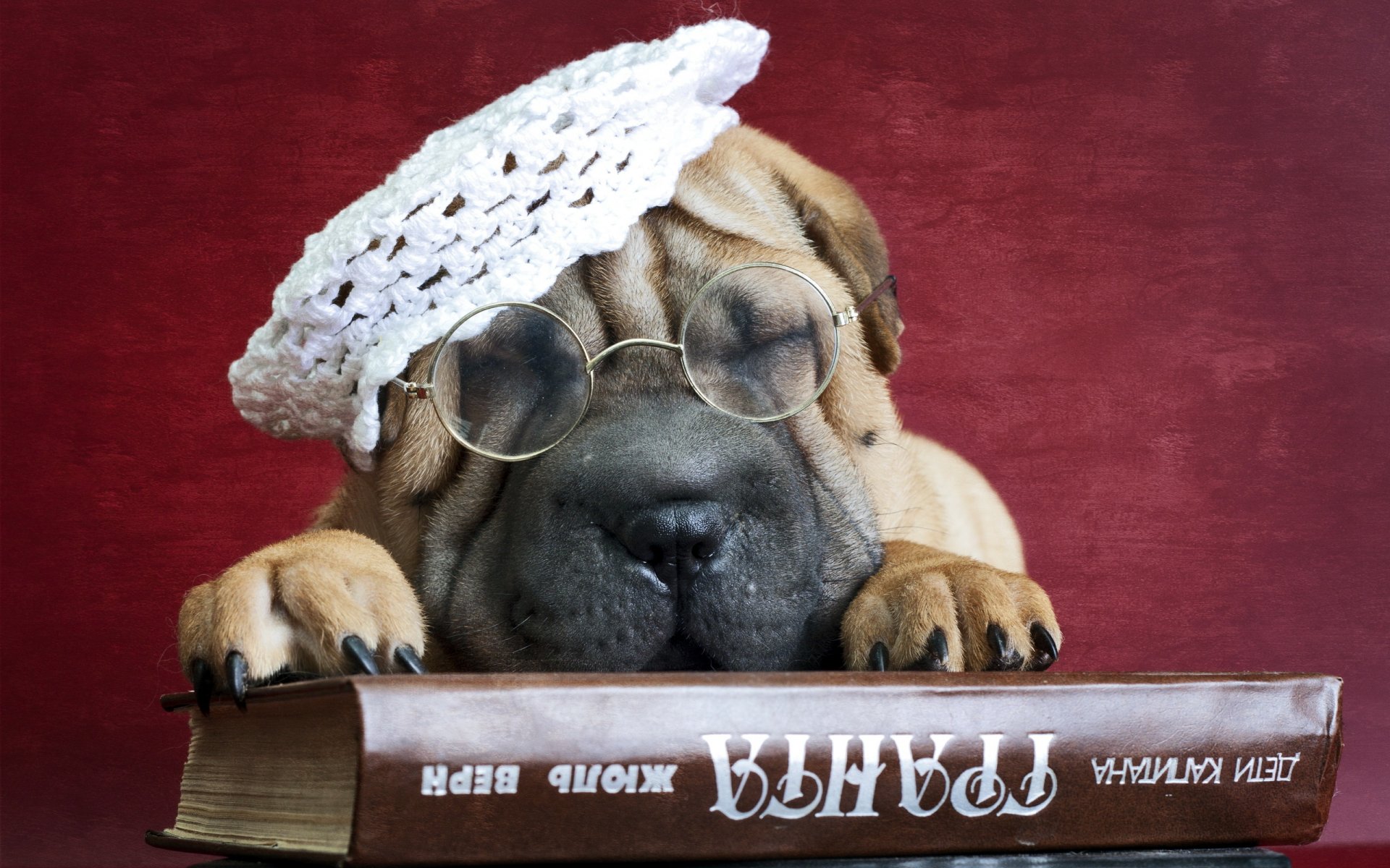 shar pei cane amico libro occhiali