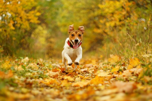Cane gioioso che vola sulle foglie autunnali