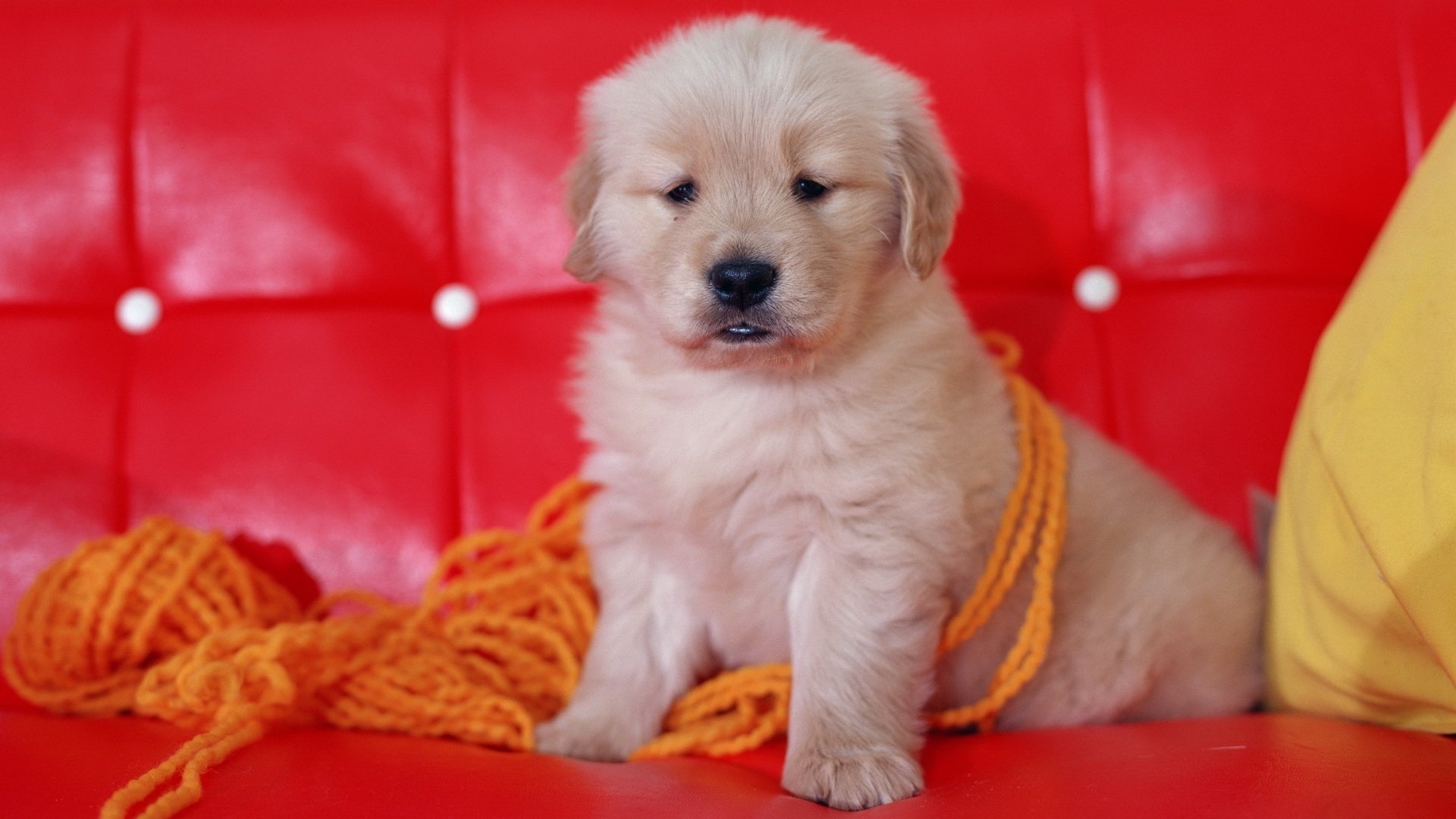 cane cucciolo divano rosso filo filato museruola seduta
