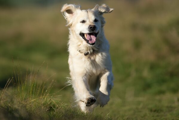 Il cane corre attraverso il campo con il muso soddisfatto