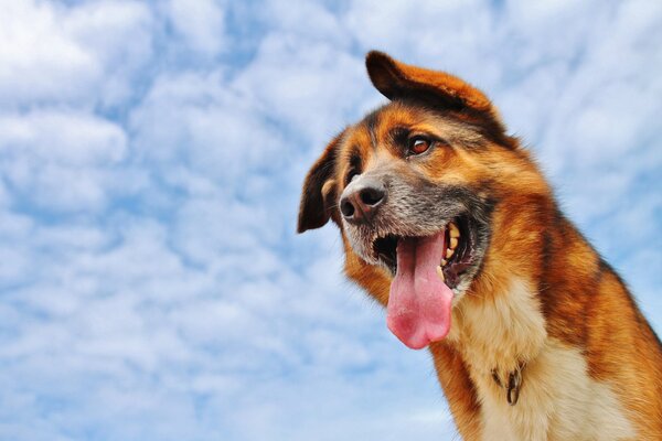 Cane con la lingua sporgente su uno sfondo di nuvole
