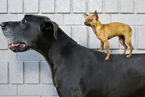 Piccolo chihuahua che cavalca un grosso cane