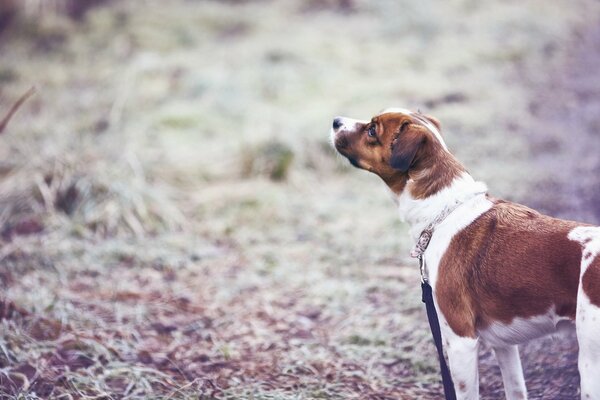 Passeggiata del cane nel campo con un amico