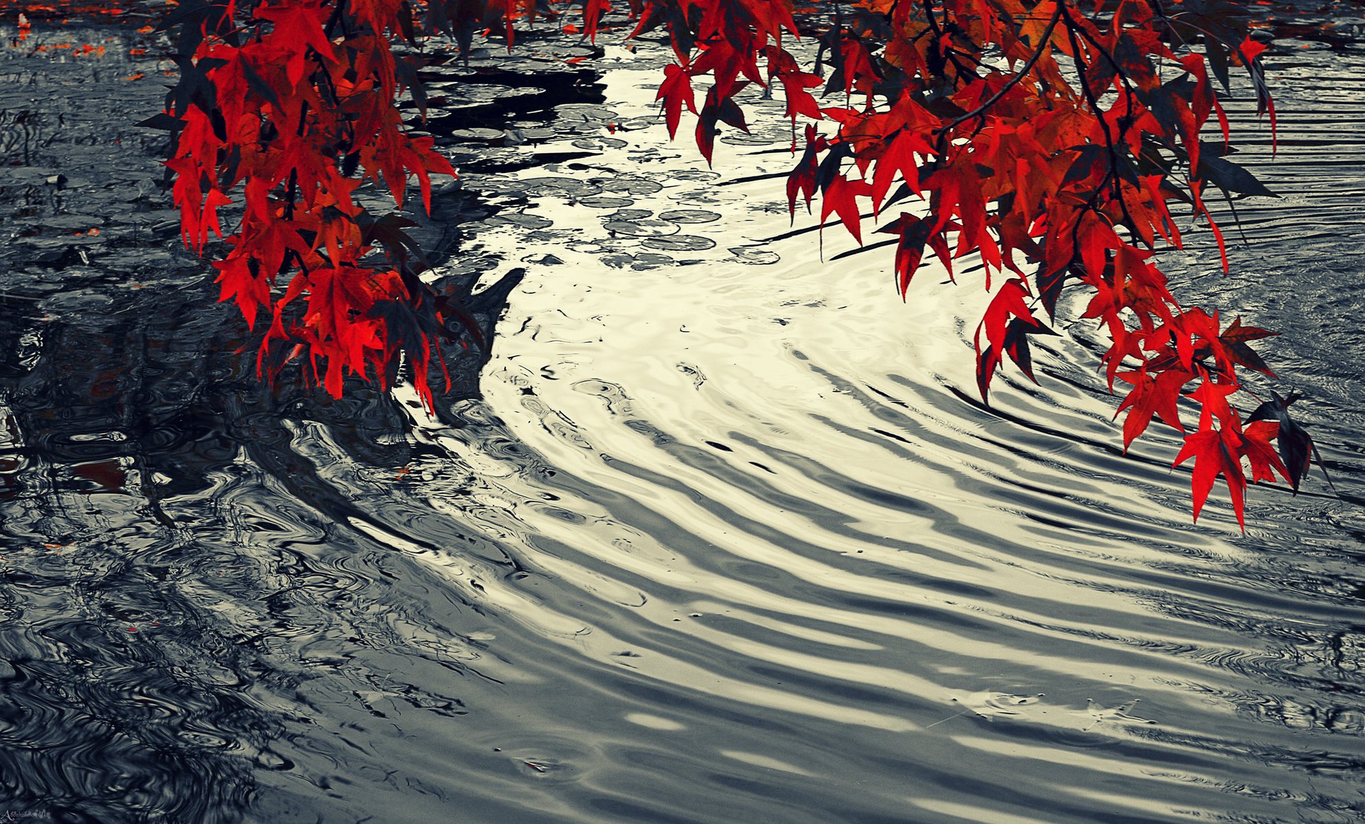 acqua foglie