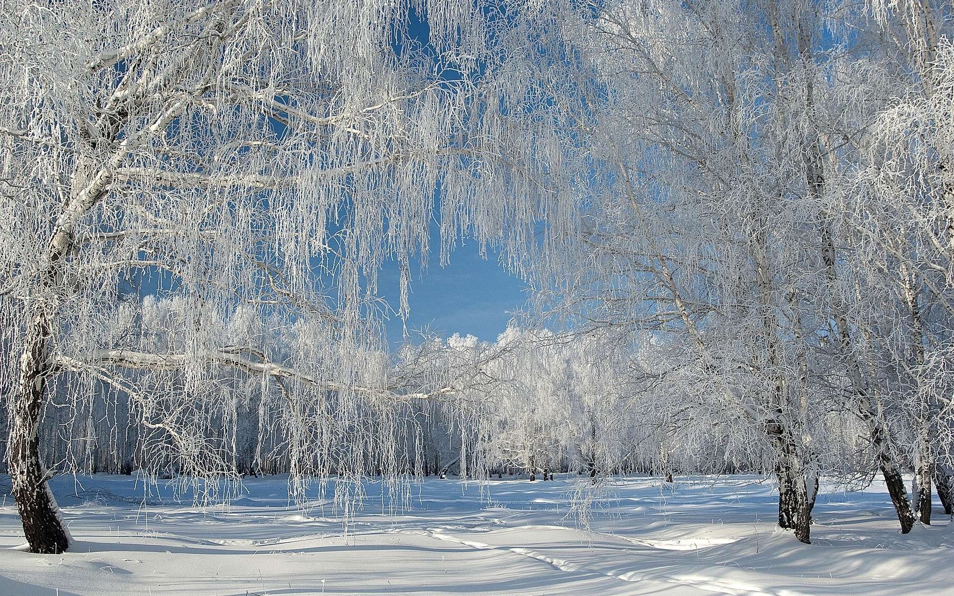 inverno neve gelo foresta