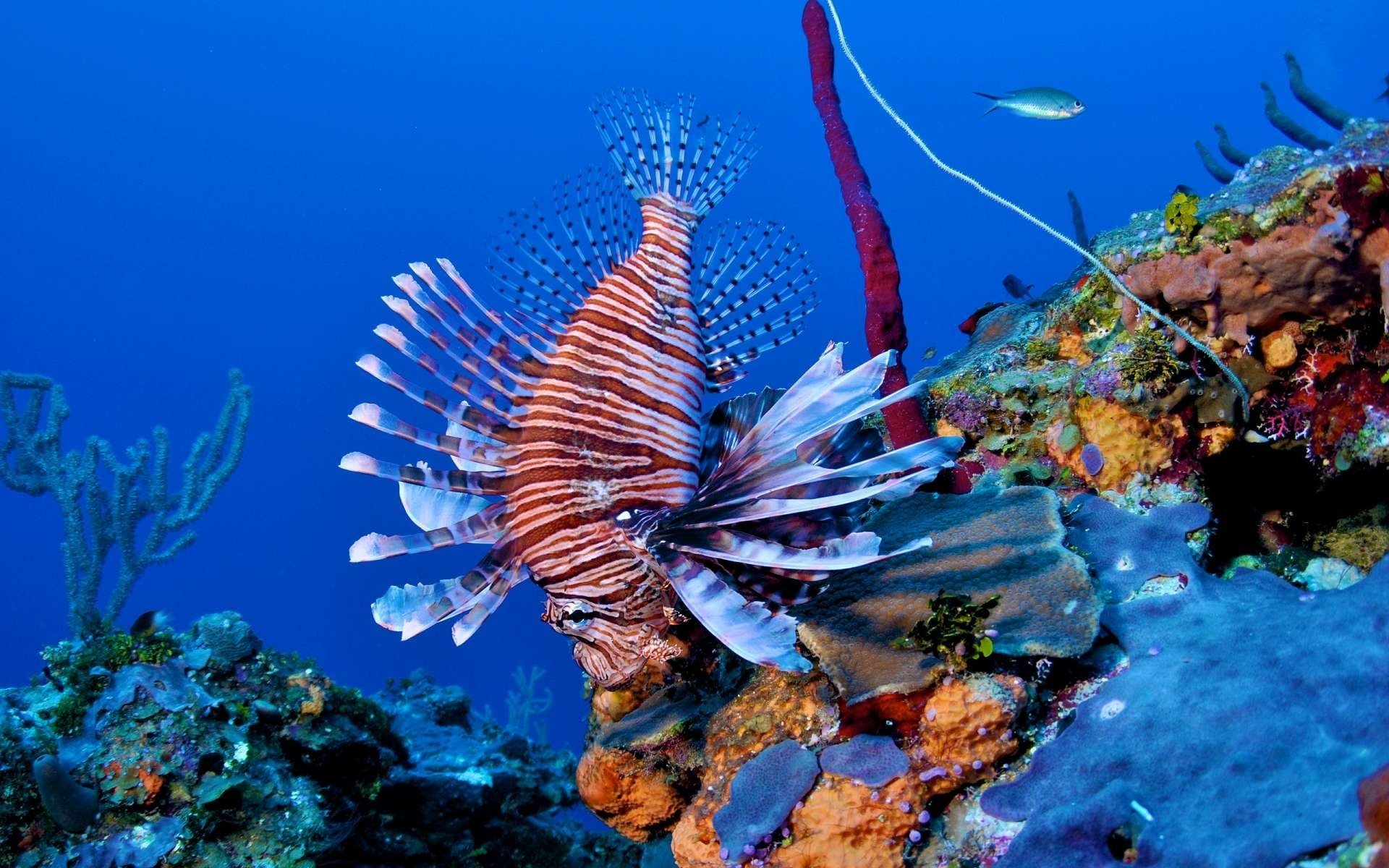 barriera corallina pesce pesce leone pesci leone coralli