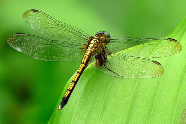 Bella libellula su una foglia verde