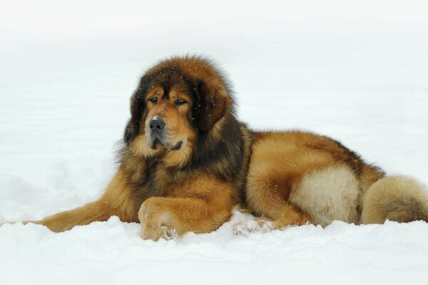 Un bellissimo mastino tibetano giace su belomsnegu
