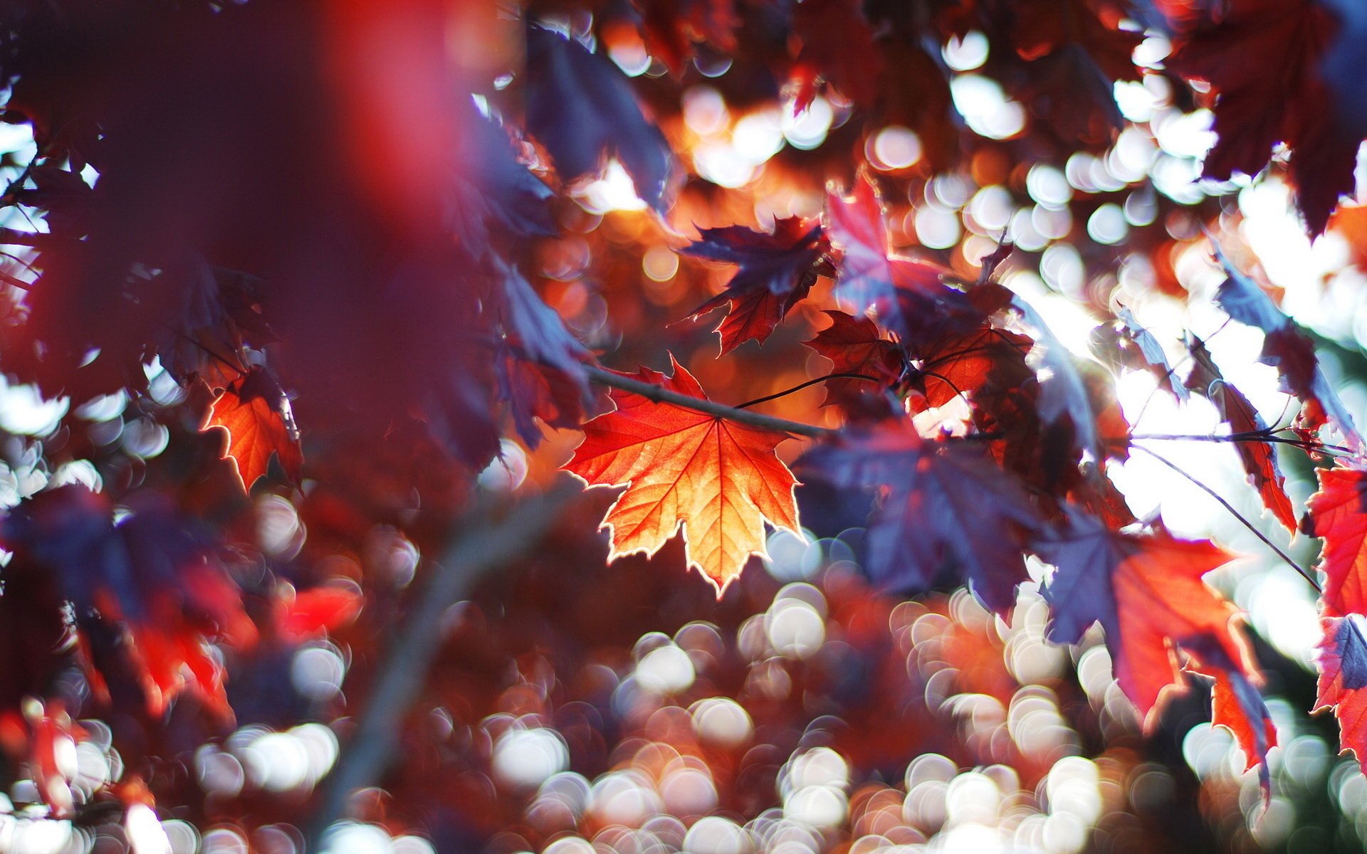 foglie sfocatura macro