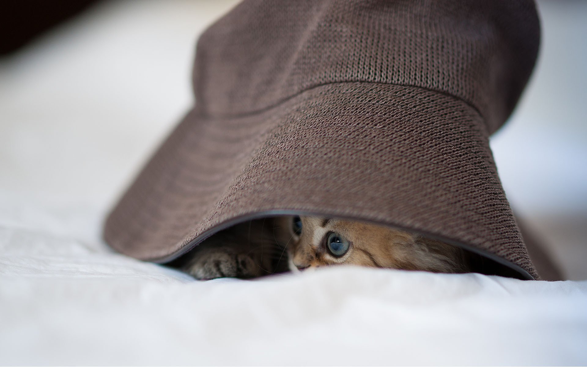 gatto margherita nascosto gattino cappello ben torode panama