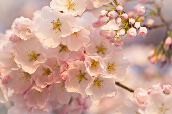 Fioritura dell albero da frutto. Fiori profumati