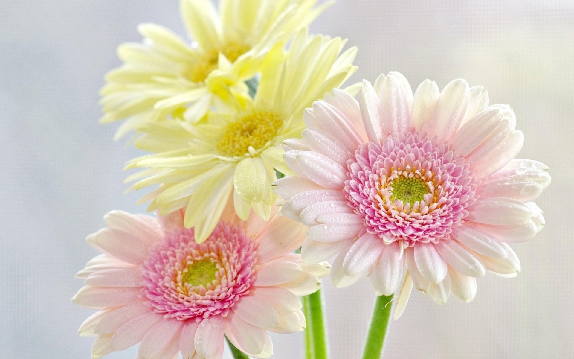 fiori crisantemi gocce freschezza