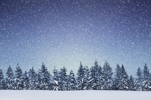I fiocchi di neve cadono sulla sommità della foresta di conifere
