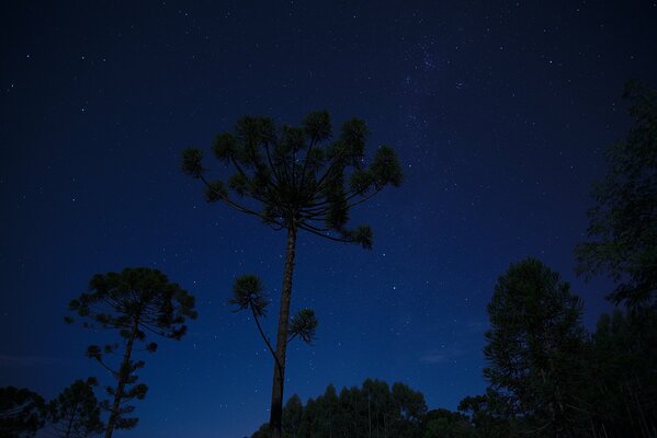 Alberi di notte sullo sfondo dello spazio