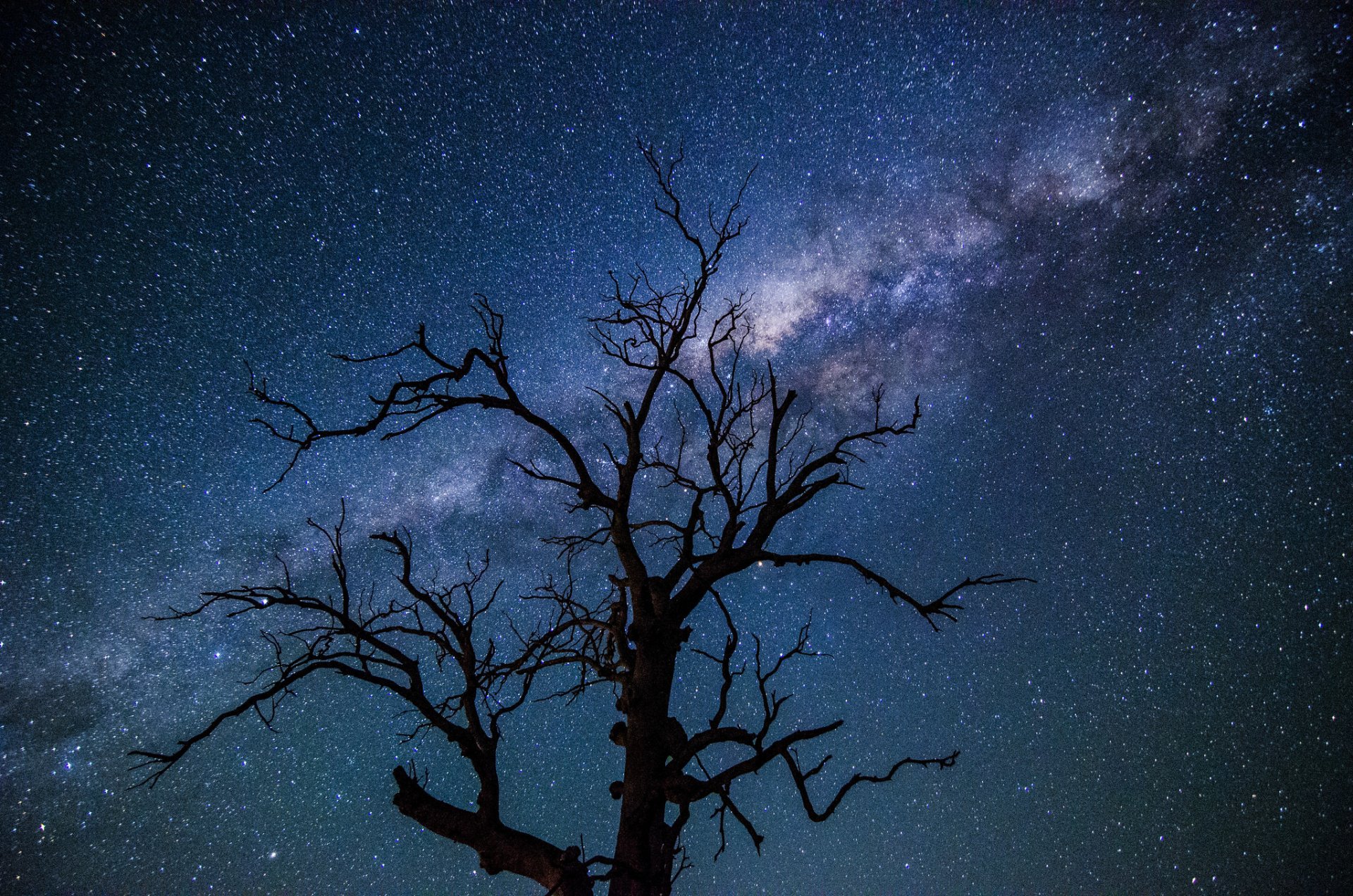 spazio stelle via lattea notte albero