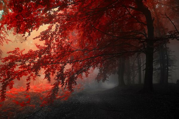 La stagione autunnale è il periodo migliore dell anno! Caduta delle foglie rosse