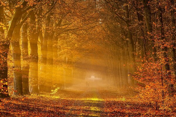 Giornata di sole nella foresta autunnale