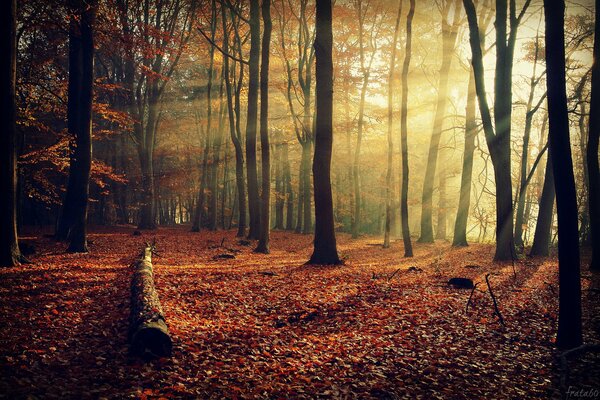 Gli alberi della foresta autunnale sono belli con i loro colori