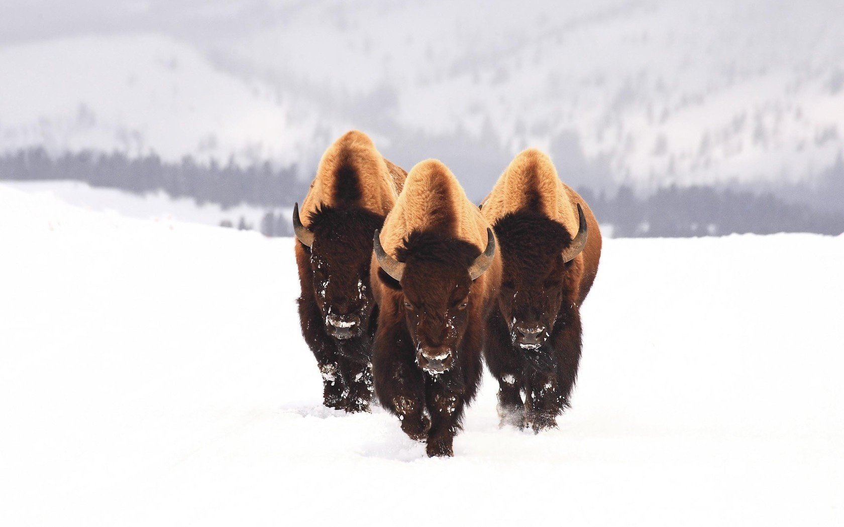 bisonte neve animali tre inverno