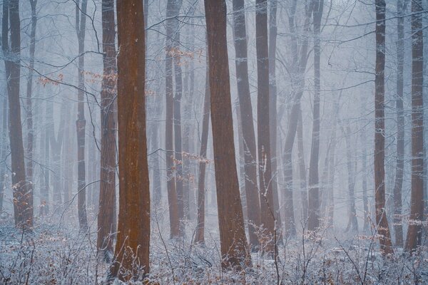 La nebbia della foresta nasconde la visibilità nella foresta