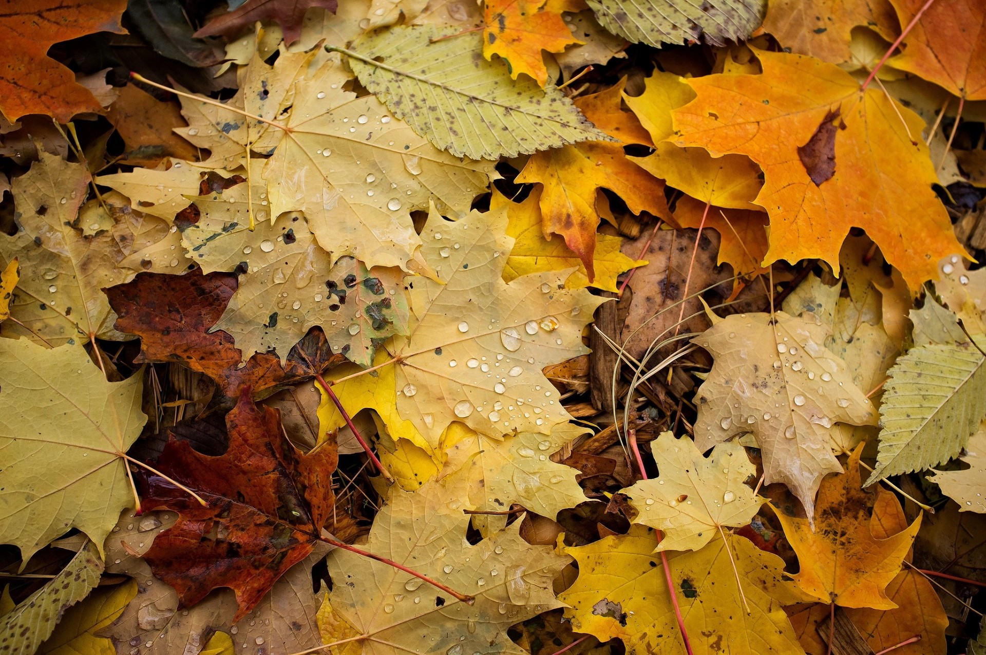 macro autunno fogliame cade
